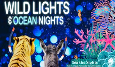 Wild Lights & Ocean Nights. images of animals and sea animals